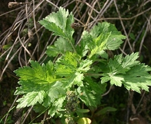Datei:Artemisia-vulgaris-young.JPG